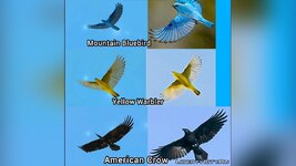 the-birds-update-2017_1685998664_345103.jpg