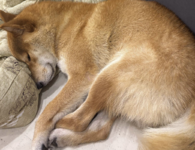 Снимок экрана 2026-02-09 в 00.09.18.png