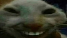 1781087155758.png