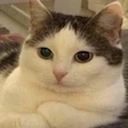 1781384600317.png